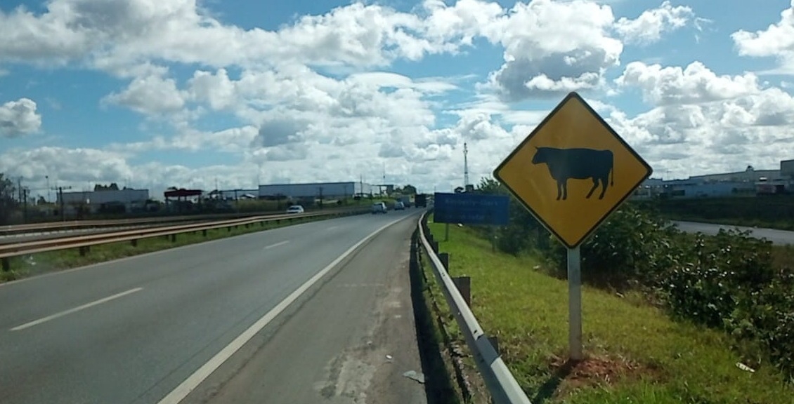 Rodovias do Sistema BA-093 reforçam sinalização sobre animais na pista 